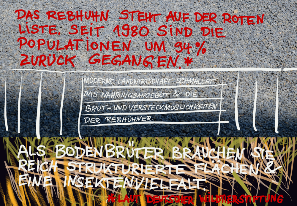 The picture is split: two thirds is composed of an asphalt surface. The following is written in red in the upper part of the picture: "The grey partridge is on the Red List. Populations have declined by 94% since 1980 (according to the German Wildlife Foundation)." In the second half of the asphalt photo, vertical and horizontal white lines are complemented by the following handwritten note: "Modern agriculture reduces the food supply and the breeding and hiding places for partridges." The last third has a drawing in the background that looks like grass. It has a top layer of text that reads: "As ground breeders, they need well structured areas and a variety of insects."