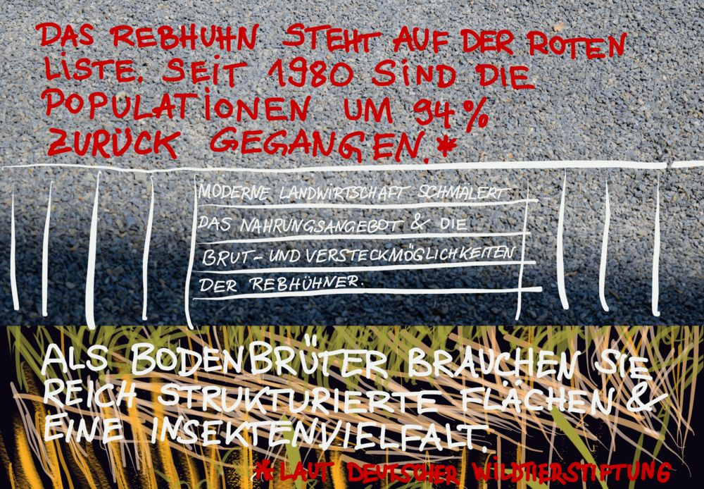 Das Bild ist geteilt: zwei Drittel haben eine Asphaltfläche im Hintergrund. Darauf ist in der ersten Hälfte mit roter Schrift geschrieben: „Das Rebhuhn steht auf der roten Liste. Seit 1980 sind die Populationen um 94% zurück gegangen (laut Deutscher Wildtierstiftung).“ In der zweiten Hälfte des Asphaltfotos werden senkrechte und waagerechte weißte Linien durch folgende Handschriftliche Notiz ergänzt: „Moderne Landwirtschaft schmälert das Nahrungsangebot und die Brut- und Versteckmöglichkeiten der Rebhühner.“ Das letzte Drittel hat eine Zeichnung im Hintergrund, die an Gras erinnert. Darauf steht geschrieben: „Als Bodenbrüter brauchen sie reich strukturierte Flächen und eine Insektenvielfalt.“