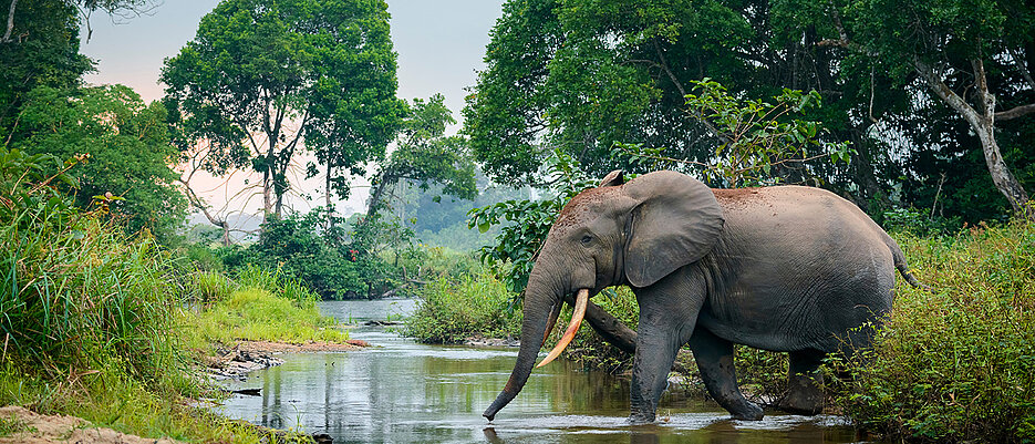 Das Kongobecken ist Heimat für tausende Tierarten, von denen viele durch die steigenden Temperaturen künftig bedroht sein könnten. 