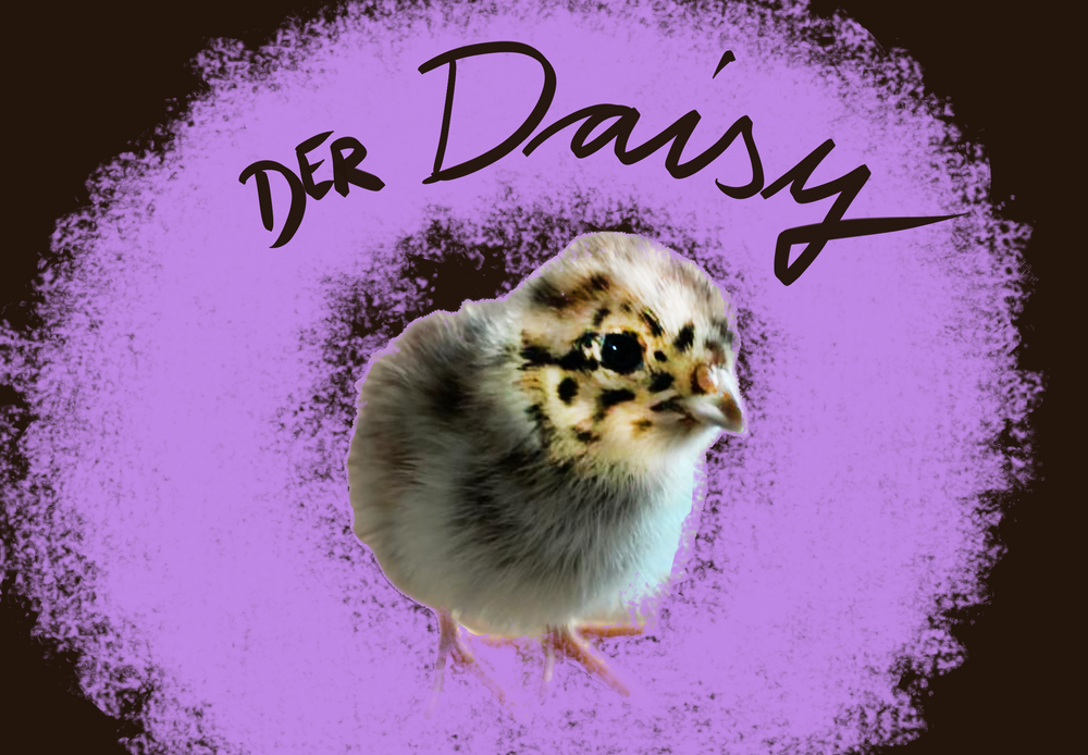  Der Daisy: Titelbild mit einem Rebhuhnküken in der Mitte