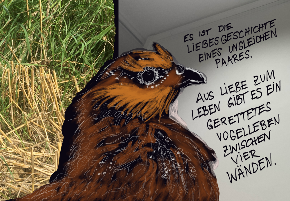 In the foreground, the drawing shows the portrait of a partridge. The background is divided vertically into two parts: On the left-hand side is a photograph of half-mown grass. On the right-hand side is a photo of an upper corner of a room with white walls. A handwritten text can be seen on the surface of the larger wall.