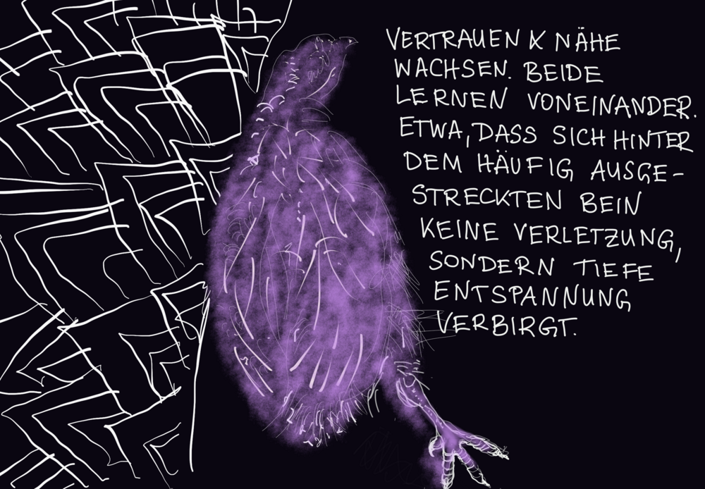 The drawing is divided vertically into three parts. The background is completely black. A jagged pattern of white lines can be seen on the far left. In the centre of the drawing is a purple partridge stretching out one leg. On the right-hand side is a handwritten text.