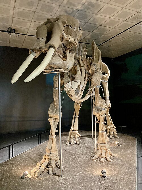 Im Museum aufgestelltes Skelett eines Elefanten.